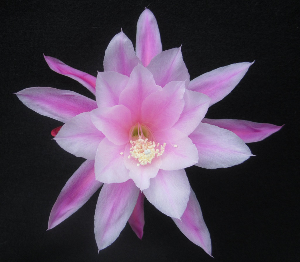 AGUSTA VON SZOMBATHY				 