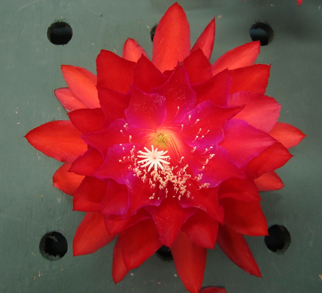 AMERICAN SWEETHEART X FALLING IN LOVE			 