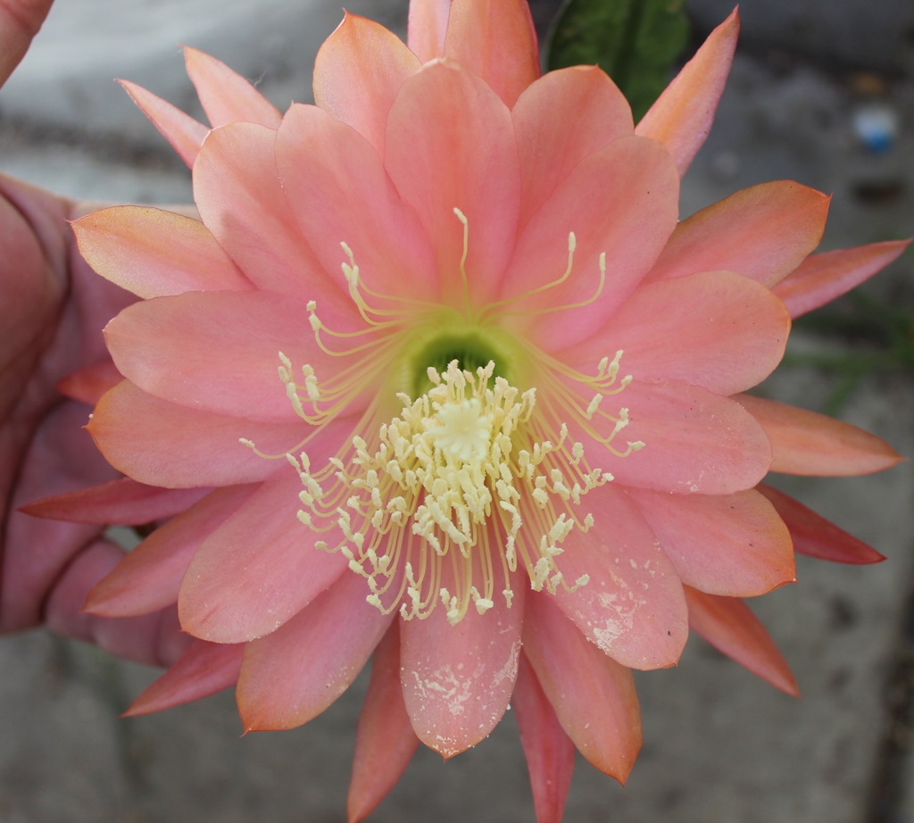 	AMERICAN SWEETHEART X NORMA CANTIFALO 2			 