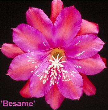 BESAME