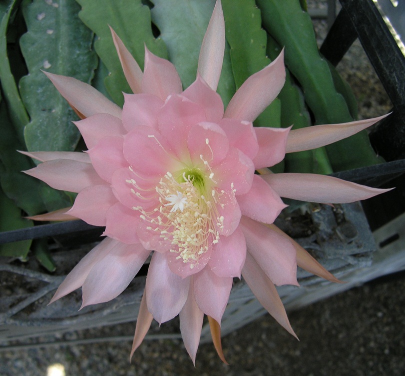 	BLUME VON HAWAII		 