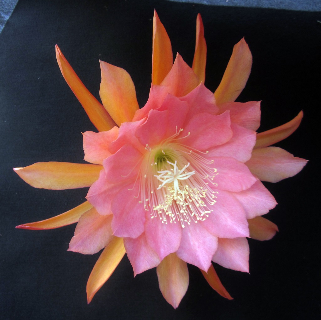 	BLUSHING STAR X WIND RIVER 47-13		 