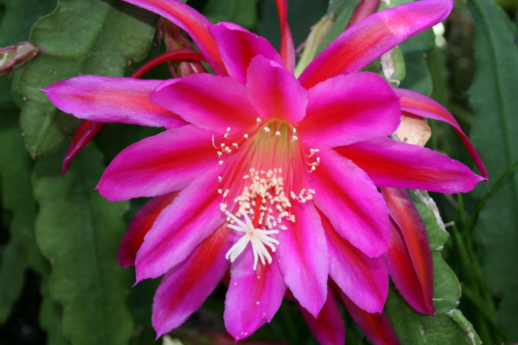 	CITADEL				 