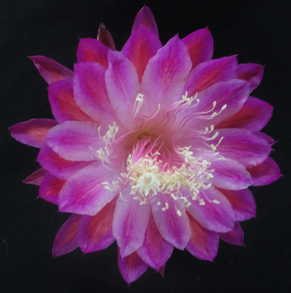 	CLOWN X AMERICAN SWEETHEART 33-7	 