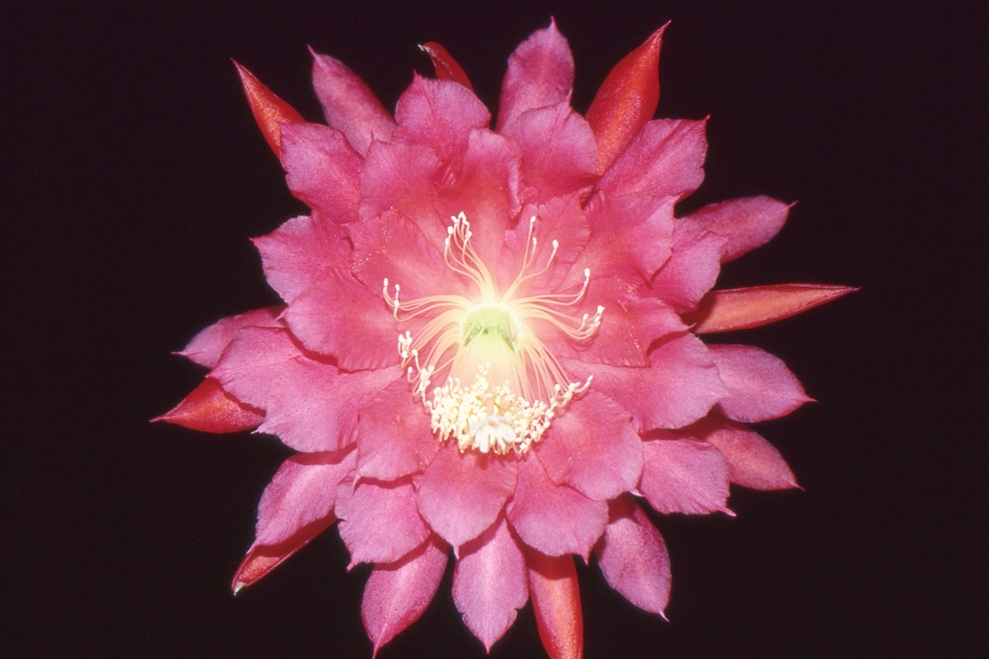 CORAL CASCADE