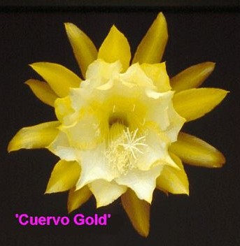 CUERVO GOLD