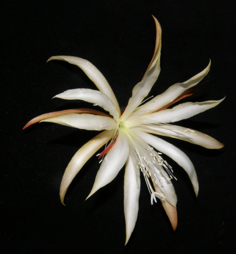 	DISOCACTUS MACRANTHUS X SPUN GOLD		 