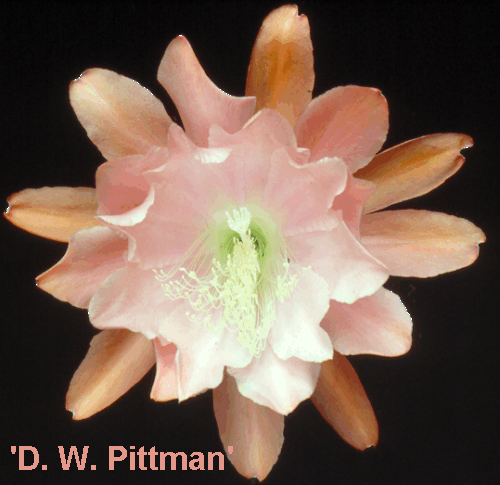 			DORIS W. PITTMAN		 