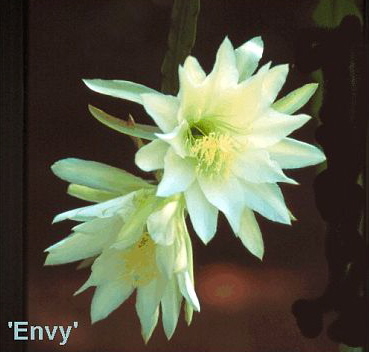 			ENVY		 