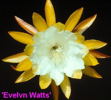 EVELYN WATTS