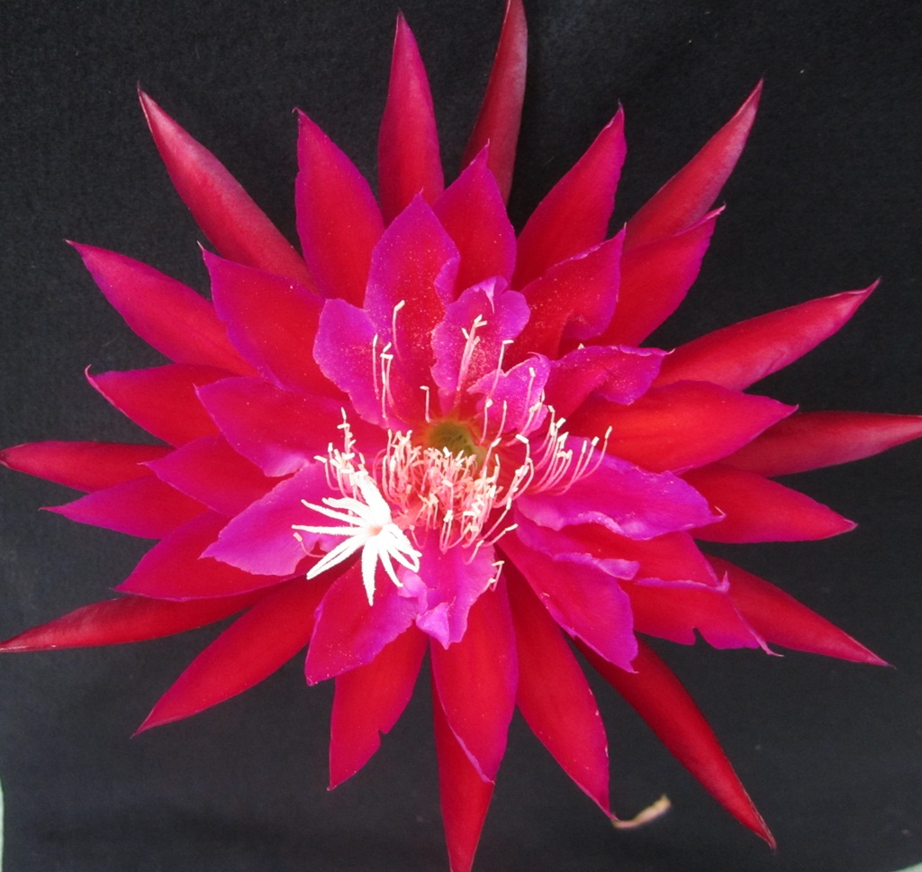 	EVENING DELIGHT X HURST 25TH DM 28-3		 