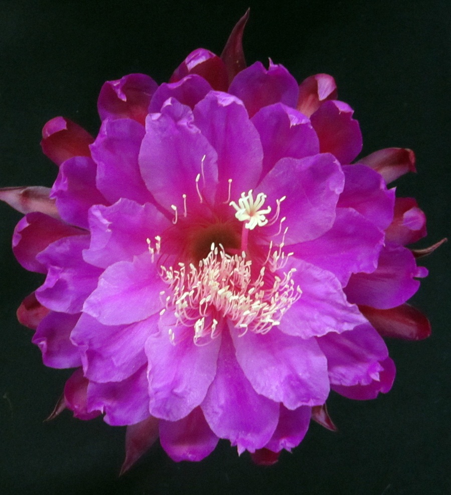 	EVENING DELIGHT X NAT 36-9			 