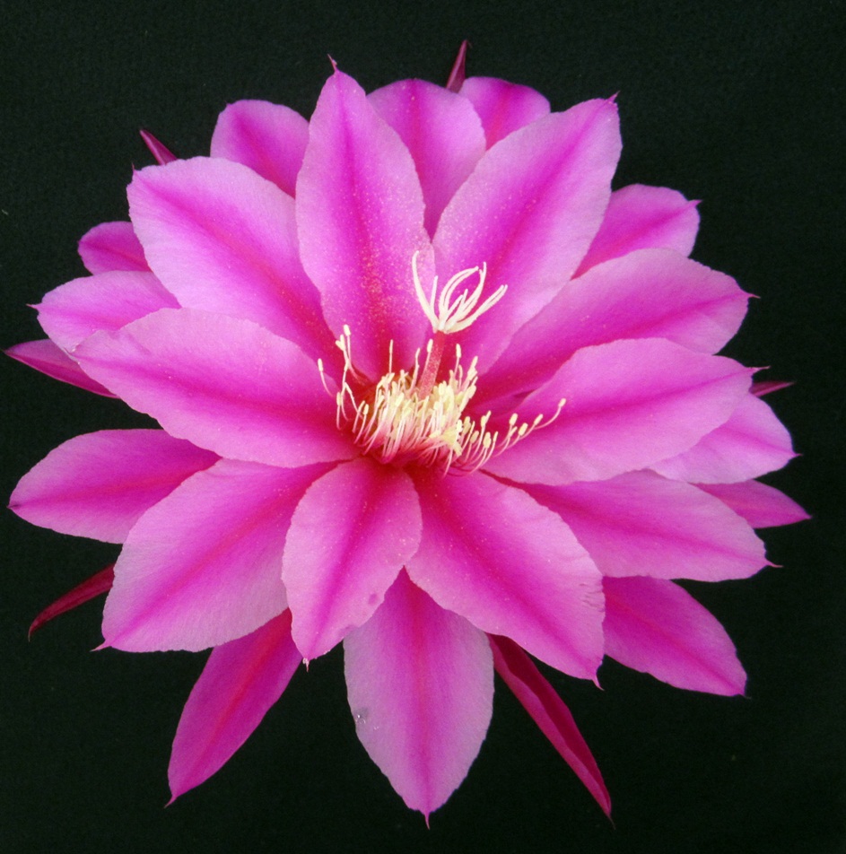 	EVENING DELIGHT X NAT D30-8			 