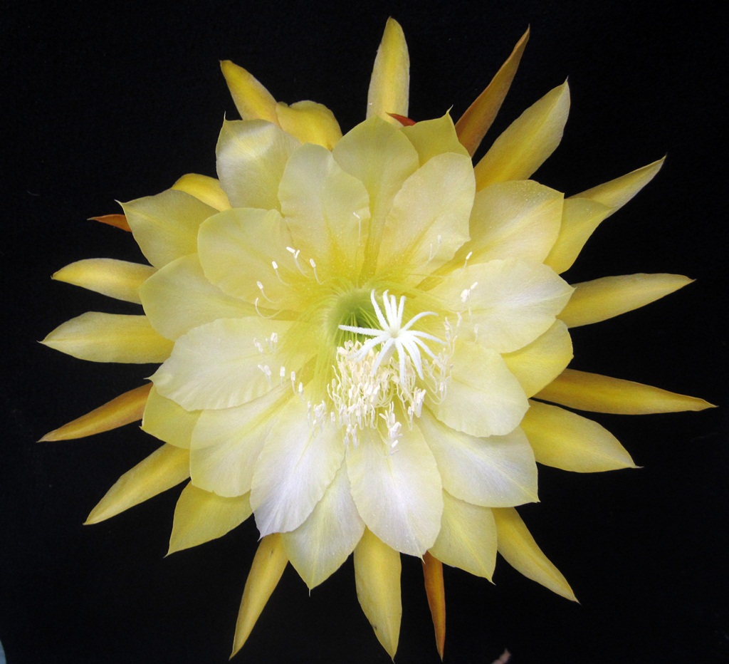 	EVENING DELIGHT X ORG FLOWER			 