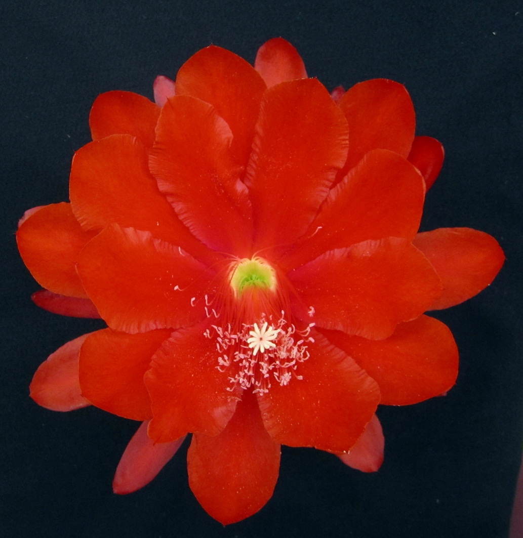 	FLAMING TORCH X BIG DADDY E35-6			 