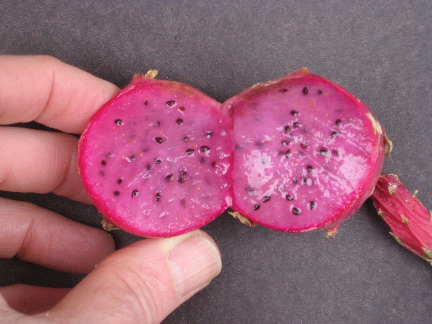 THE BLACK SPECKS ARE THE SEEDS