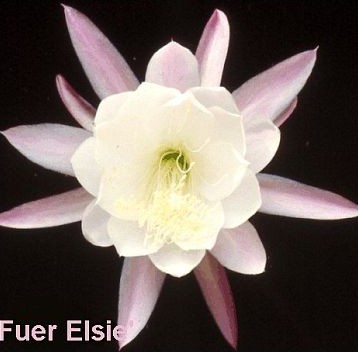 FUER ELSIE