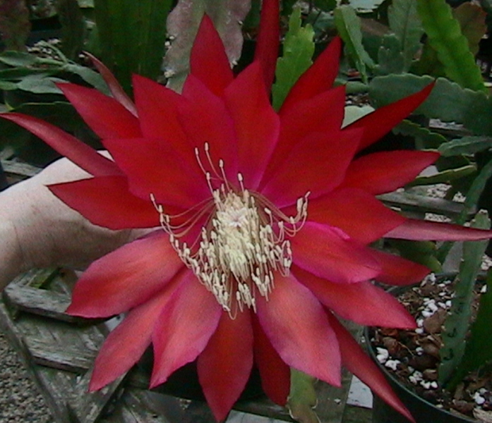 GIANT EMBER