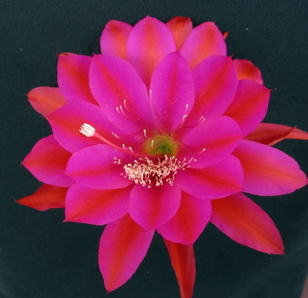 		HURST 25TH X ROTE FEDER D6-3		 