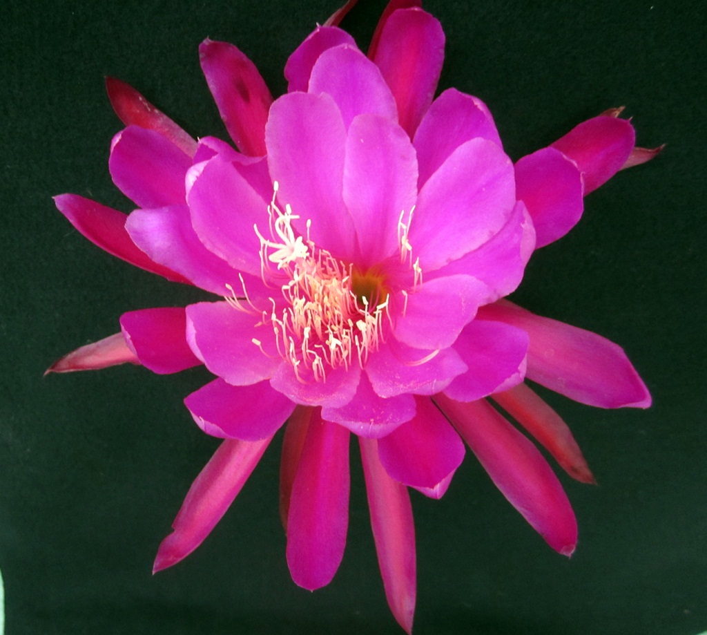 	IMPOSSIBLE DREAM X SONOMA SUNSHINE			 