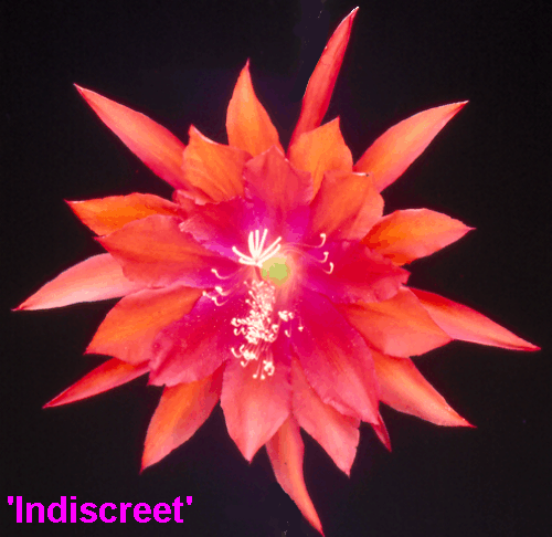 INDESCREET