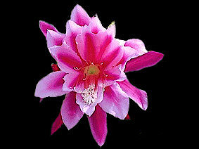 JUST FOR YOU