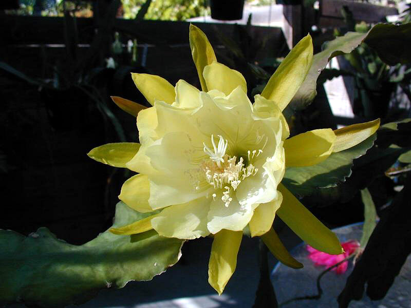 	KIRSTEN PELLYMOUNTER		 