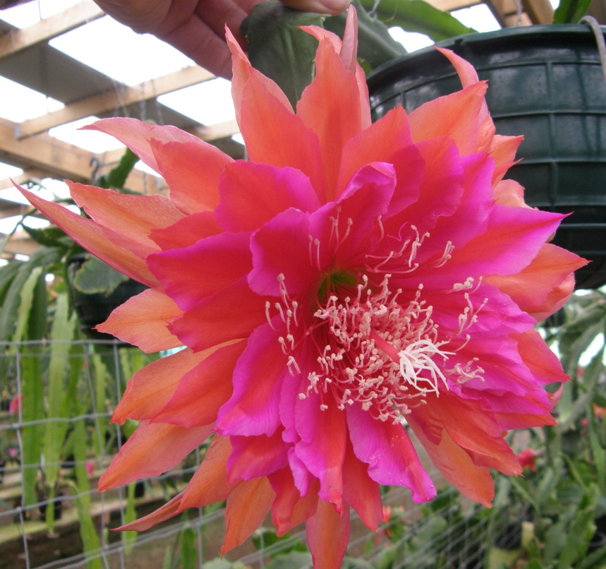 KIWI PASSIONATE AFFAIR