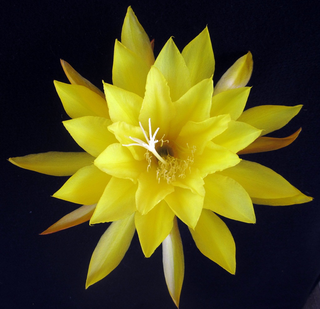 KIWI PINEAPPLE CRUSH