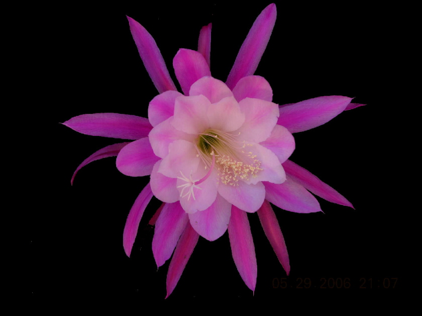 	KOHINOOR			 
