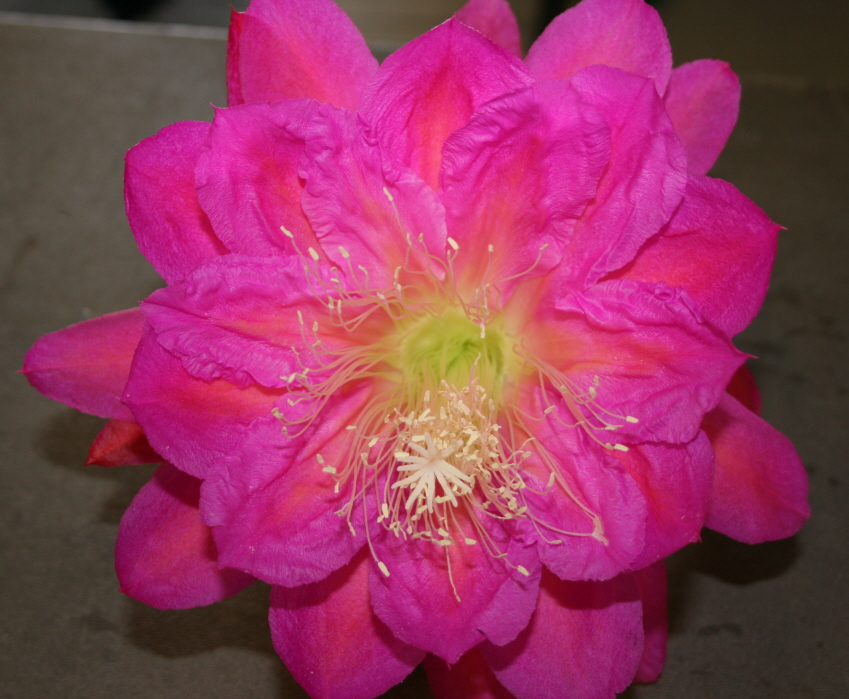 	LASTING BEAUTY			 
