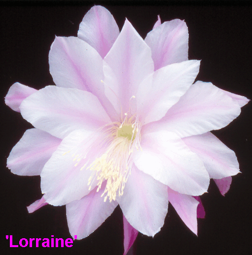 LORRAINE