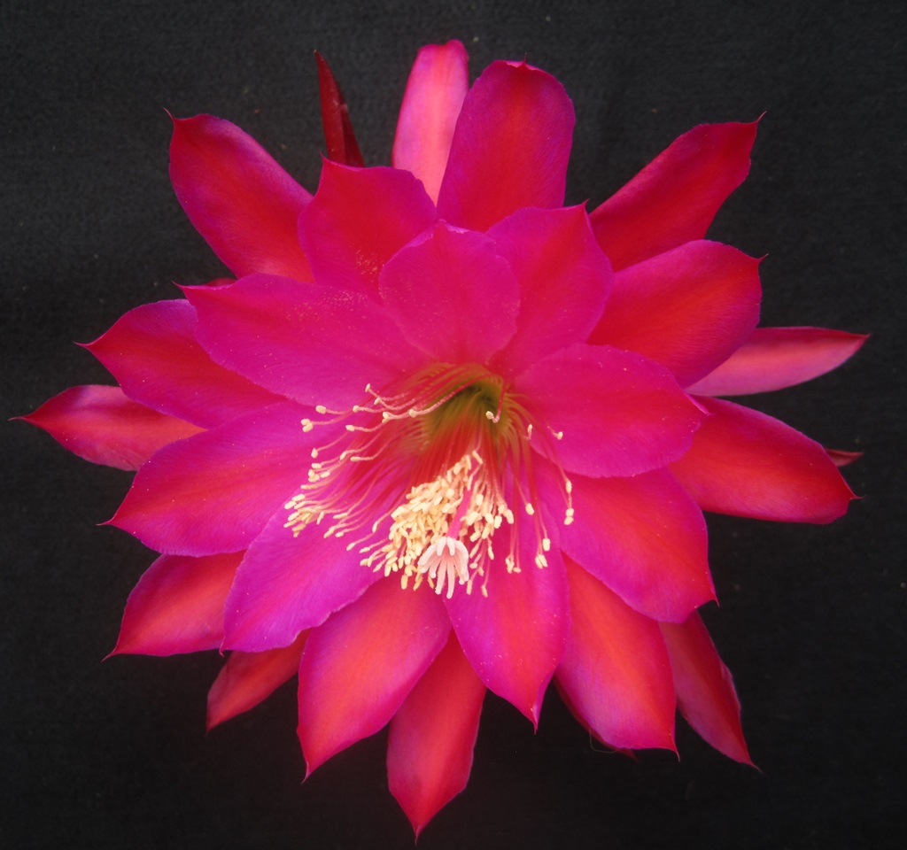 	LOVE IN BLOOM X MOHAVE GOLD 16-5		 