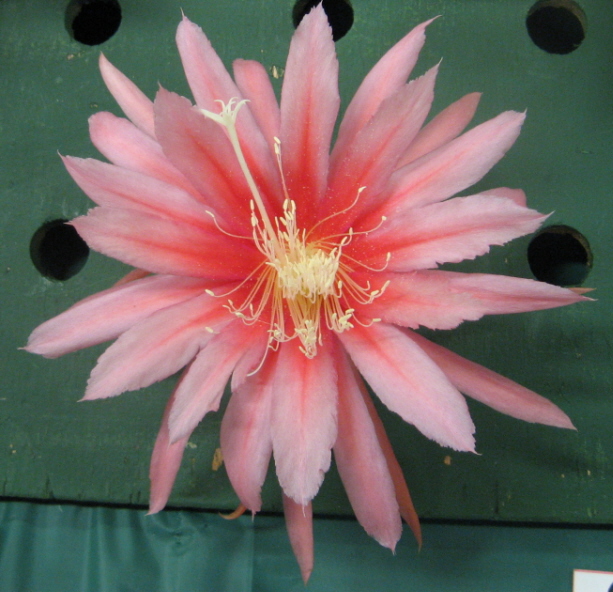 	MAHARANEE			 