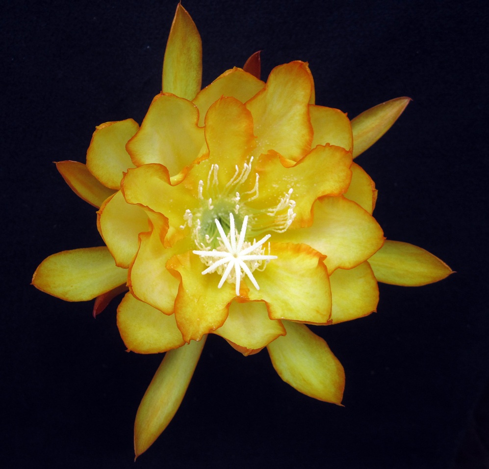 MARGE COCKE X CHIBA LOVELY DAWN			 