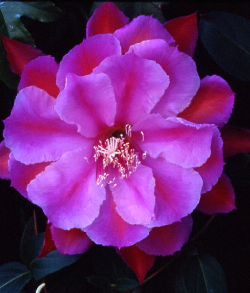 MARIE ANTOINETTE