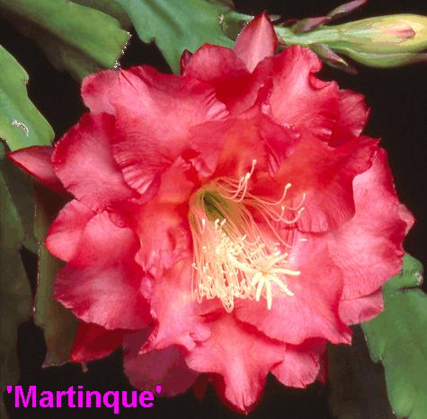 MARTINQUE