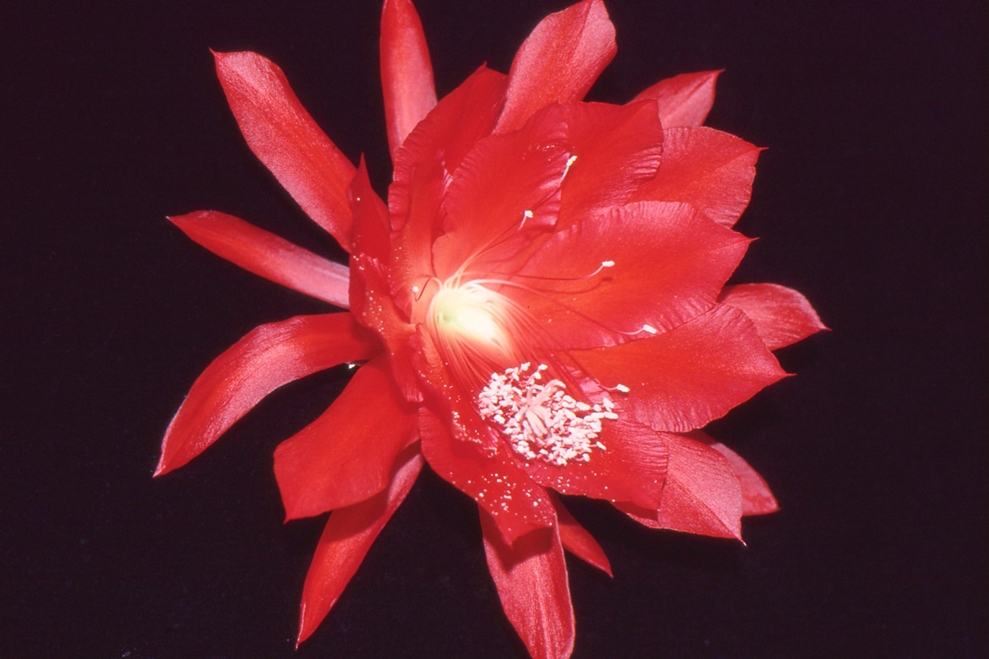 	MATA HARI			 