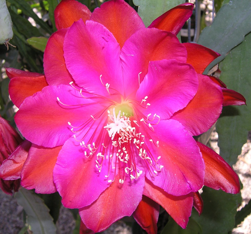	MAUNA LOA			 