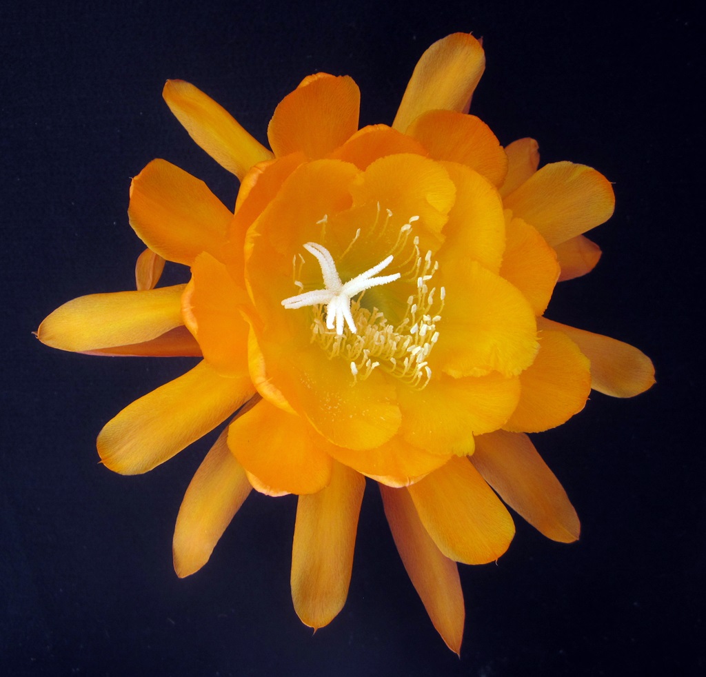 MEADOWLARK X CHIBA LOVELY DAWN 57-10			 