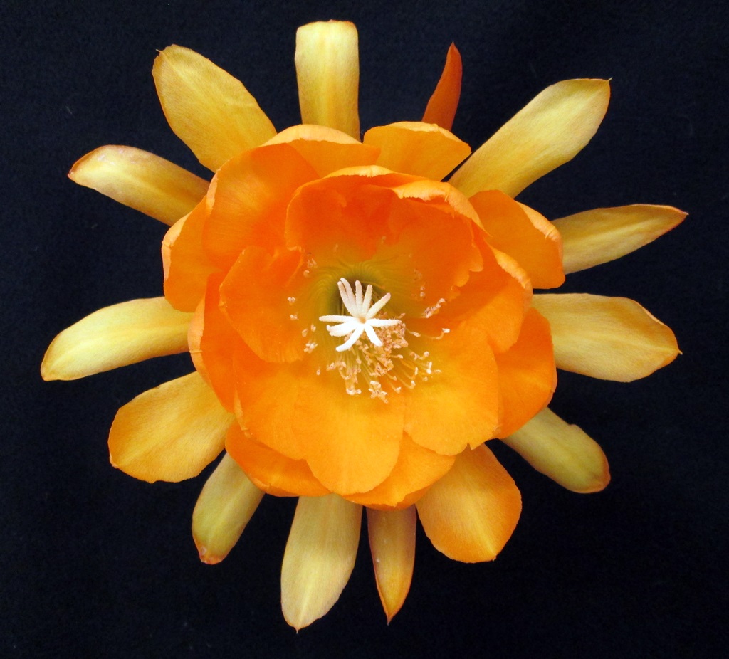 MEADOWLARK X CHIBA LOVELY DAWN 57-15				 