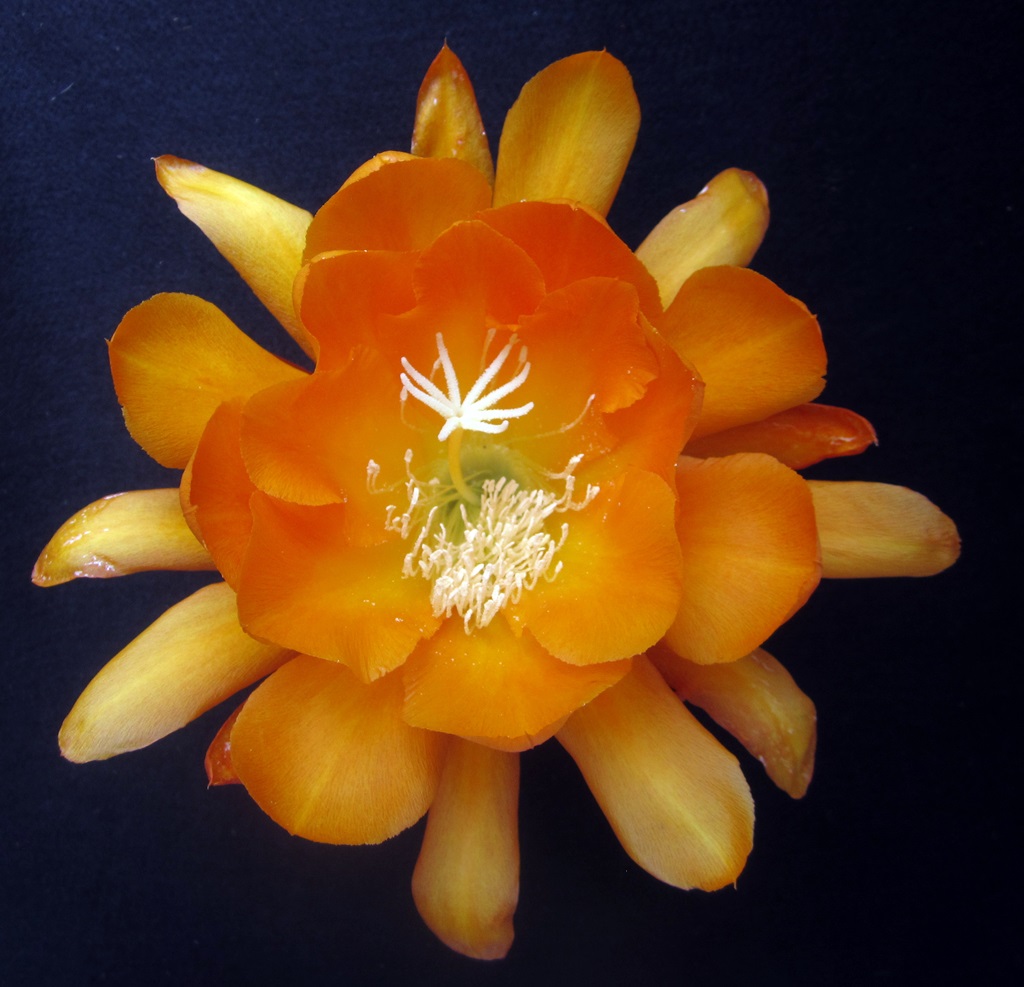 	MEADOWLARK X CHIBA LOVELY DAWN 57-19			 