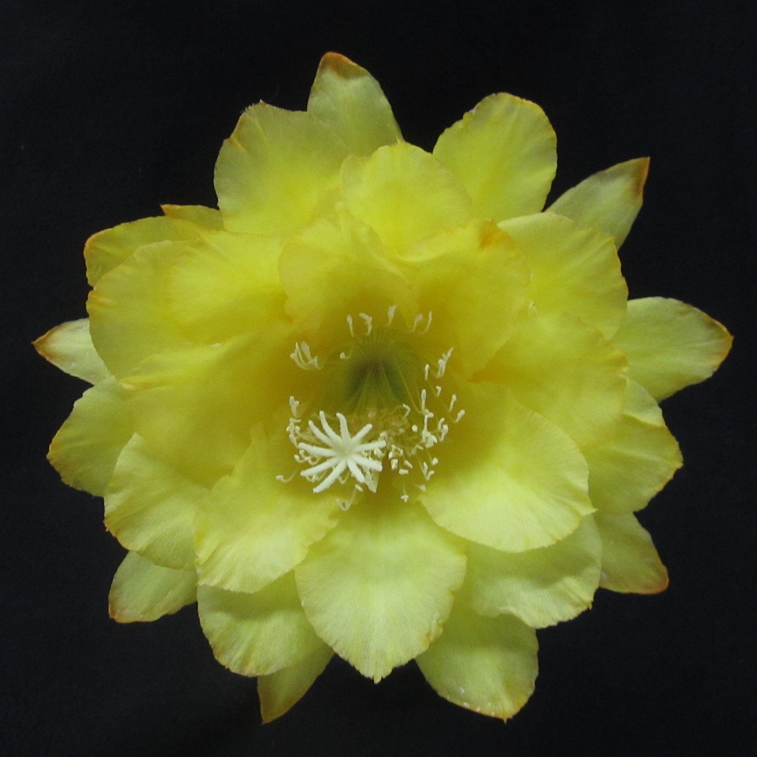 	MEADOWLARK X CHIBA LOVELY DAWN 57-4			 