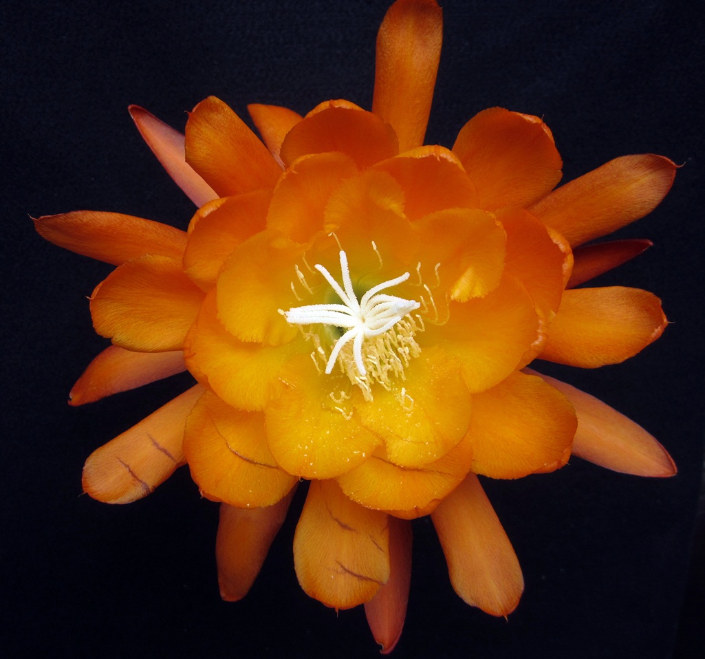  MEADOWLARK X CHIBA LOVELY DAWN E57-1			 