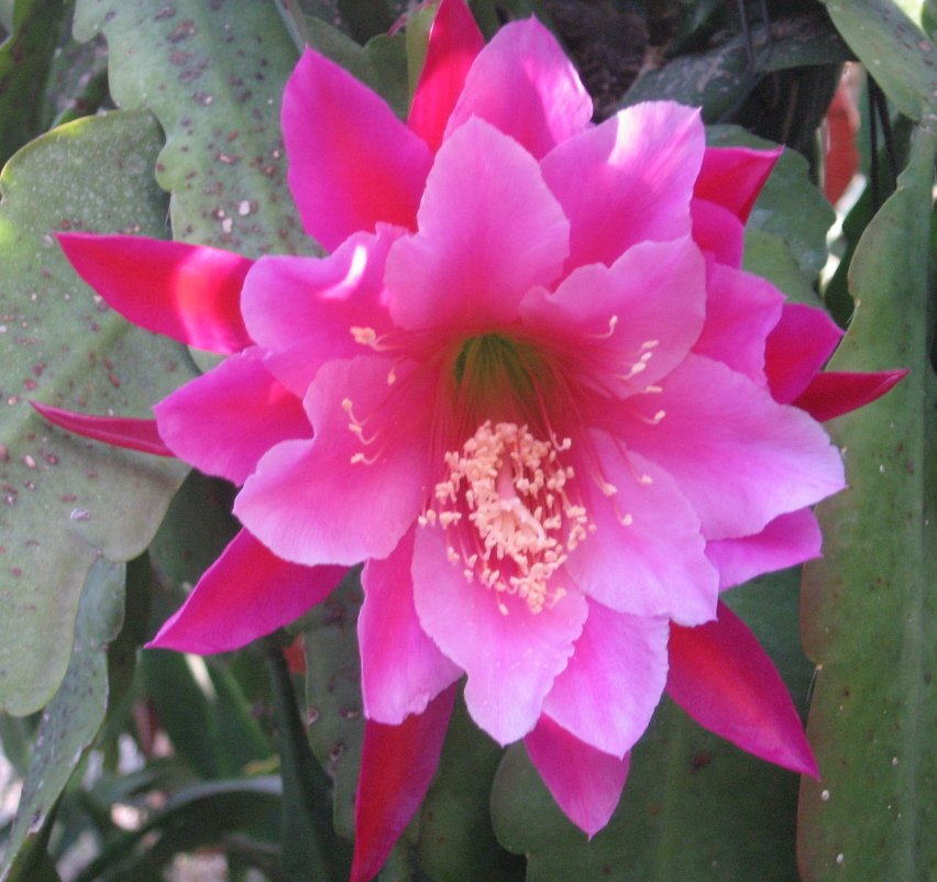 	MIDNIGHT ORCHID			 