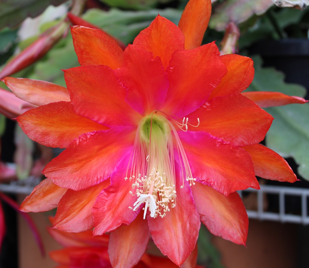 	NORMA CANTIFALO X BOLD VENTURE 2			 