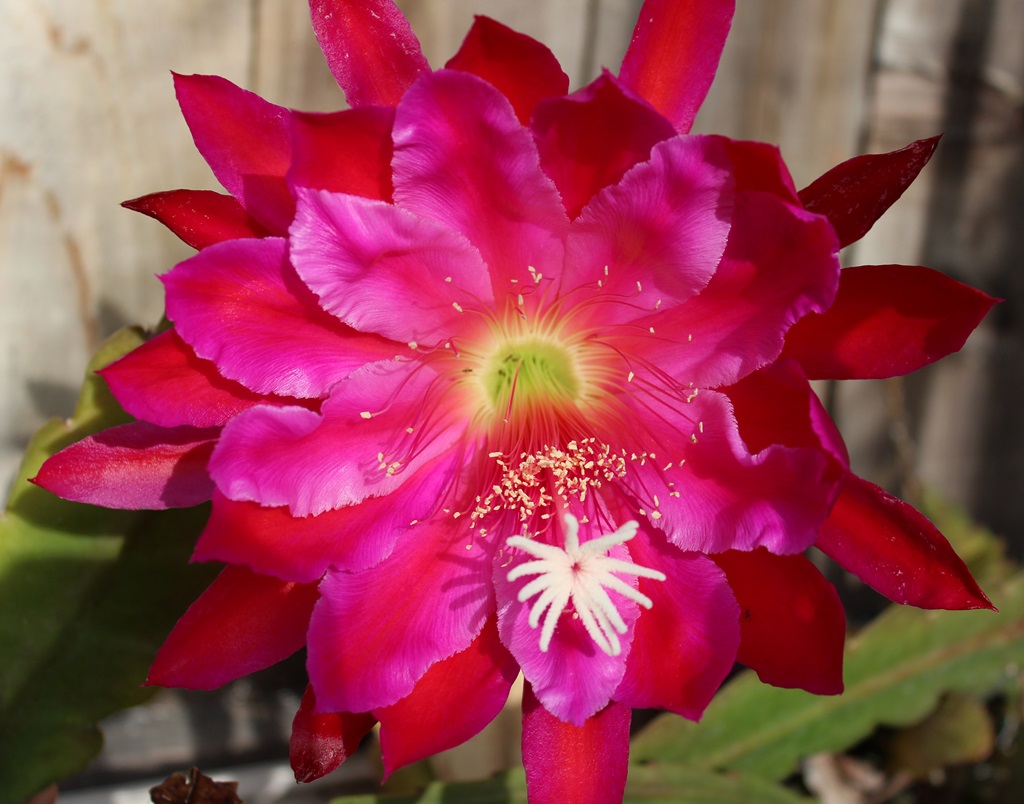 	NORMA CANTIFALO X BOLD VENTURE			 