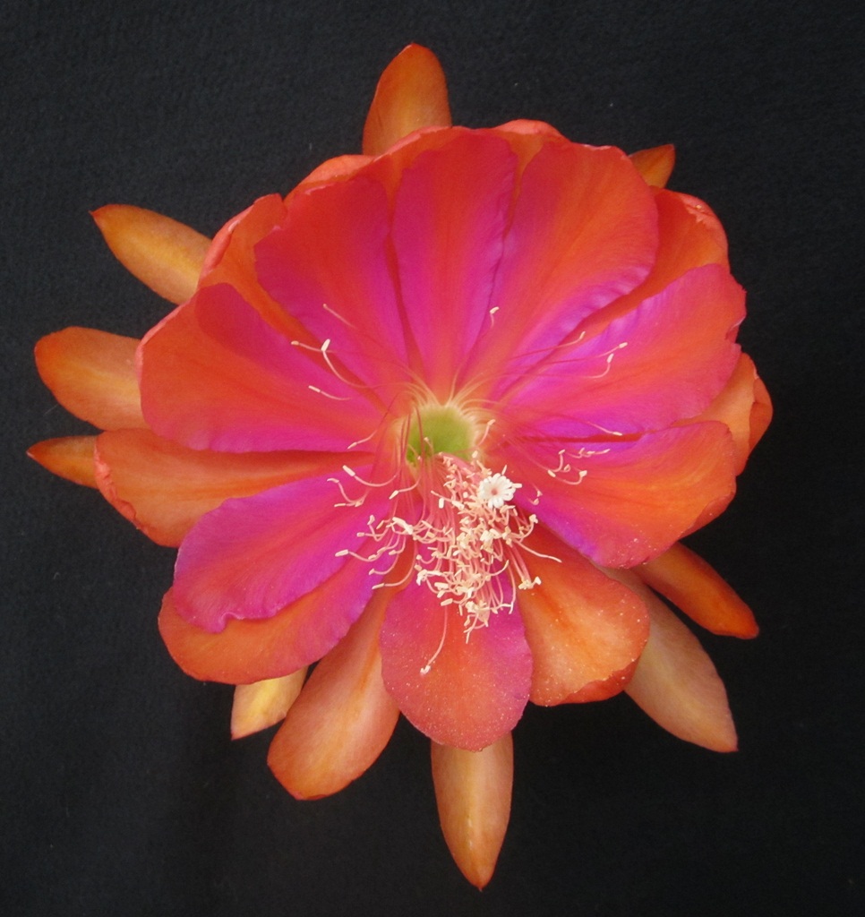 	NORWOOD X SPANISH GOLD			 