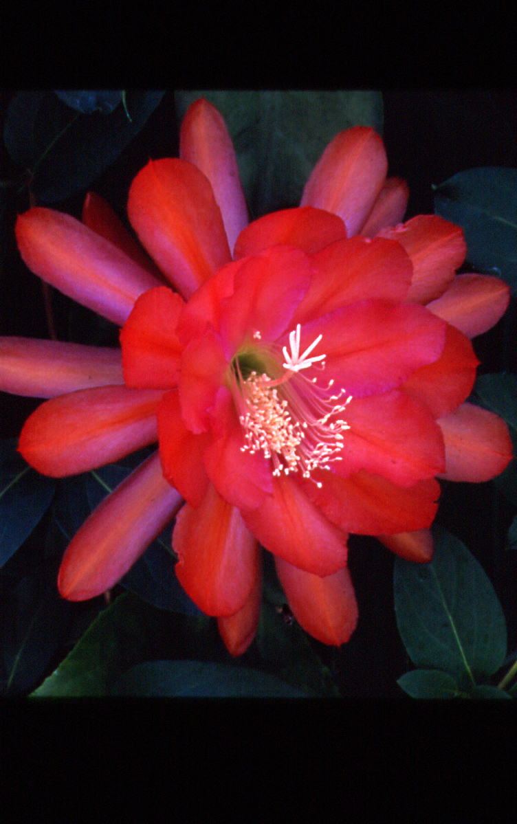 OAXACA