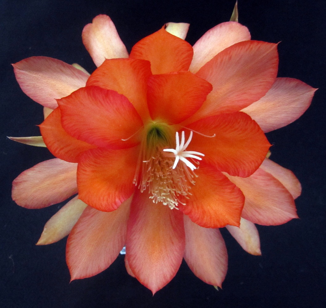 	ORANGE CRUSH			 